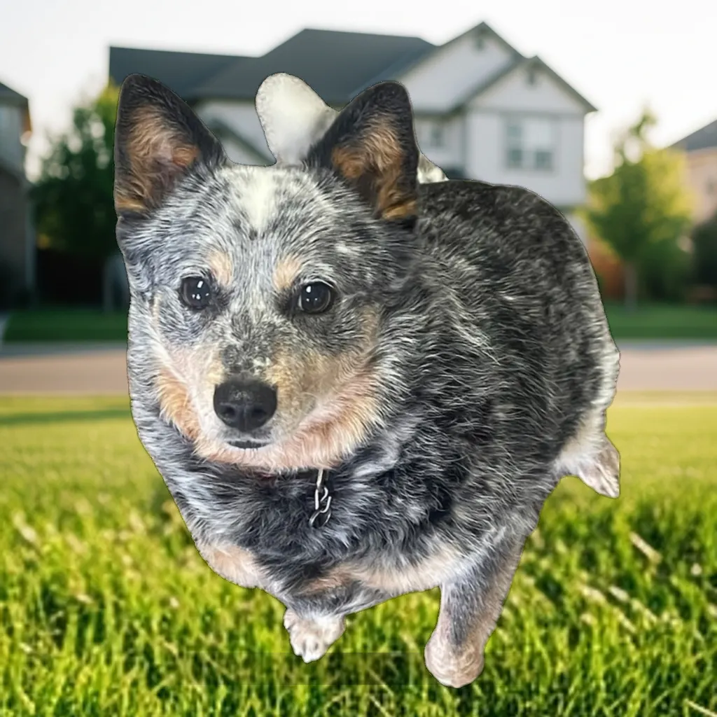 Lady, the Hero Roofing job site supervisor, a friendly dog on an Arkansas roofing project